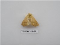 藏品(尺蠖蛾科)的圖片